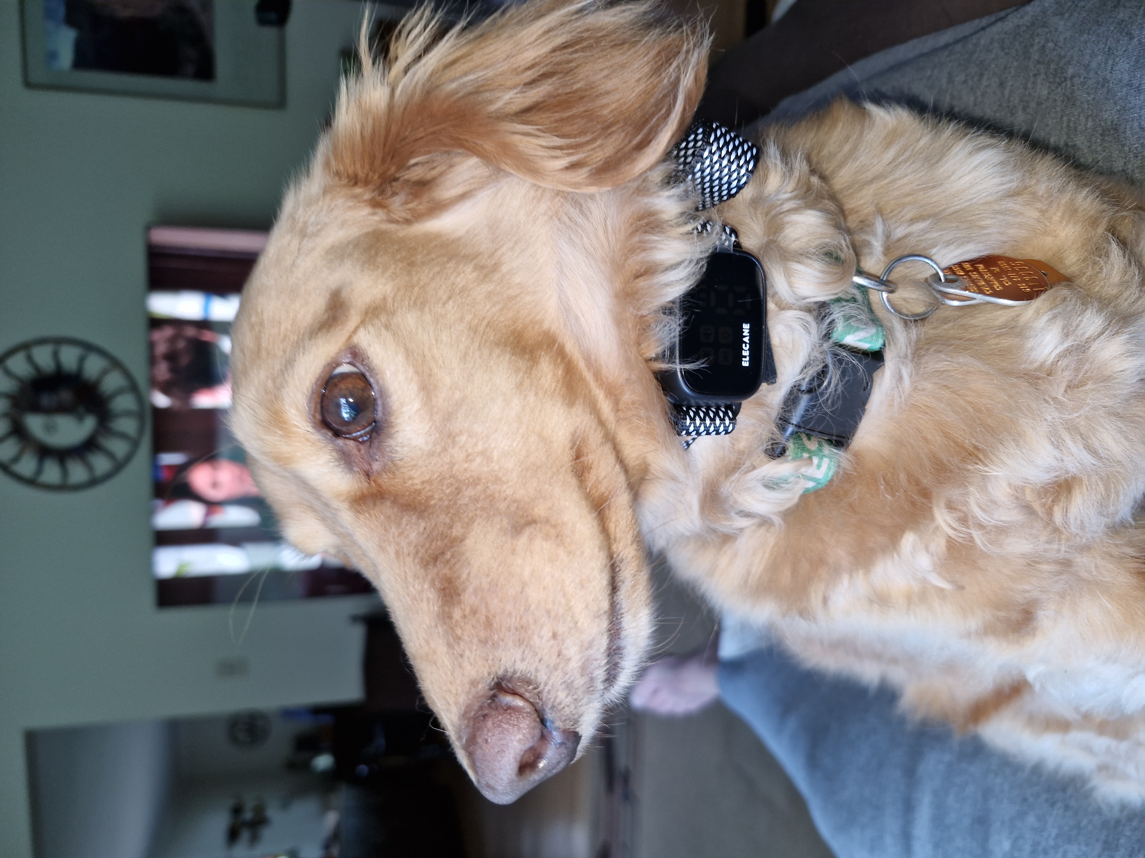 Guinness wearing an Elecane 316G bark collar